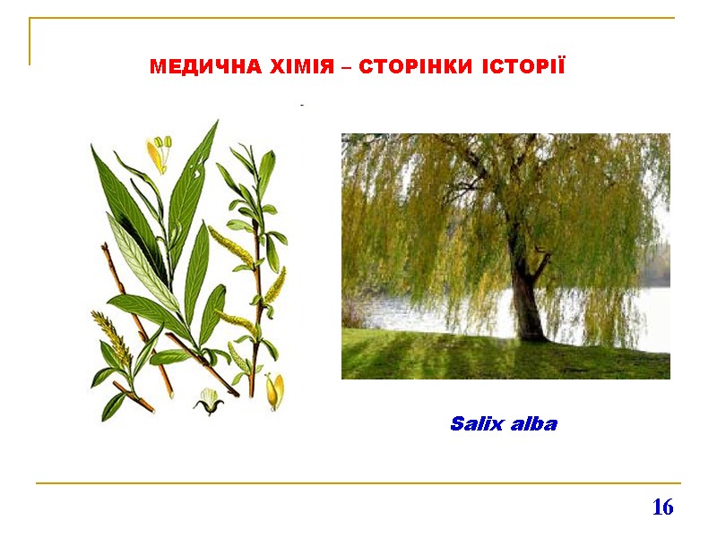 МЕДИЧНА ХІМІЯ – СТОРІНКИ ІСТОРІЇ 16 Salix alba